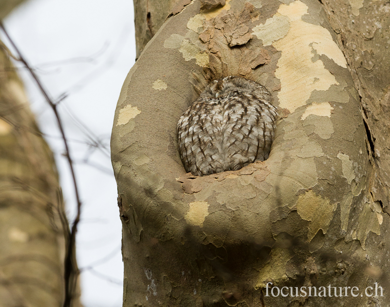Chouette hulotte 0415.jpg - Chouette hulotte, Tawny Owl, Strix aluco (Genève, Suisse, février 2012)